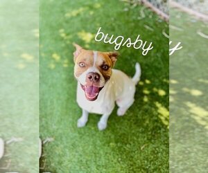 American Pit Bull Terrier-Unknown Mix Dogs for adoption in Rowlett, TX, USA