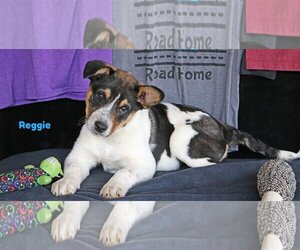 Australian Shepherd-Pembroke Welsh Corgi Mix Dogs for adoption in Wakefield, RI, USA