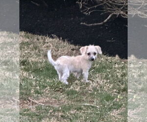 Maltese-Unknown Mix Dogs for adoption in Doylestown, PA, USA
