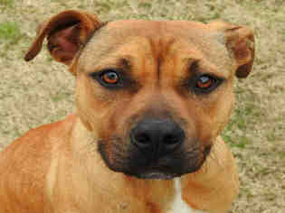 Medium Photo #1 Boxer-Unknown Mix Puppy For Sale in Grovetown, GA, USA