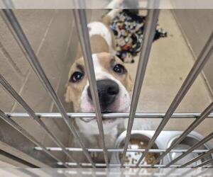 American Pit Bull Terrier-Unknown Mix Dogs for adoption in Decatur, IL, USA