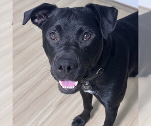 Mutt Dogs for adoption in Fargo, ND, USA