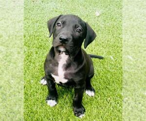 Labrador Retriever-Unknown Mix Dogs for adoption in Toronto, Ontario, Canada