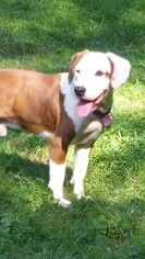 American Pit Bull Terrier-Beagle Mix Dogs for adoption in Lovingston, VA, USA