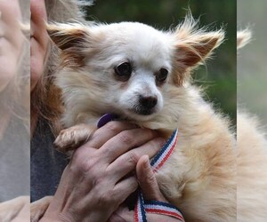 Chiranian Dogs for adoption in Vernonia, OR, USA