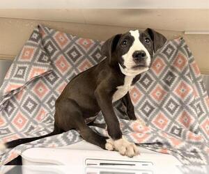 Mutt Dogs for adoption in HESPERIA, CA, USA