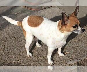 Chihuahua-Unknown Mix Dogs for adoption in Tehachapi, CA, USA