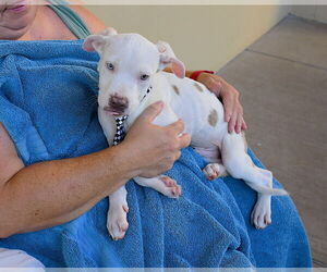 American Pit Bull Terrier-Unknown Mix Dogs for adoption in McKinney, TX, USA