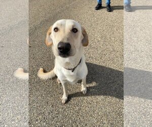 Anatolian Shepherd-Labrador Retriever Mix Dogs for adoption in Pleasanton, TX, USA