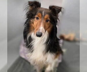 Mutt Dogs for adoption in Dublin, OH, USA