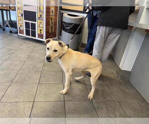 Labrador Retriever-Unknown Mix Dogs for adoption in San Antonio, TX, USA