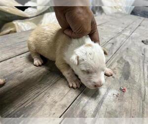 Medium Photo #4 American Pit Bull Terrier Puppy For Sale in Houston, TX, USA