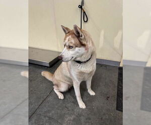 Siberian Husky Dogs for adoption in Orange, CA, USA