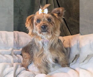 Mutt Dogs for adoption in Bon Carbo, CO, USA