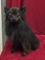 Pomeranian Dogs for adoption in Danbury, CT, USA