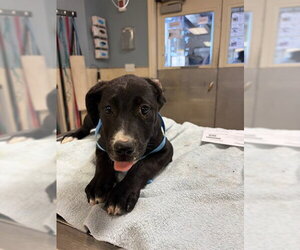 German Shepherd Dog-Unknown Mix Dogs for adoption in Riverside, CA, USA
