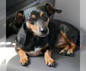 Dachshund-Unknown Mix Dogs for adoption in Baileyton, AL, USA