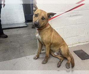 Mutt Dogs for adoption in San Bernardino, CA, USA