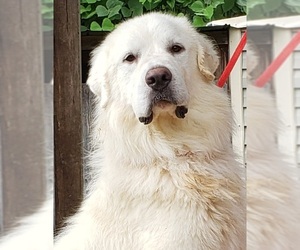 Great Pyrenees Dogs for adoption in Wetumpka, AL, USA
