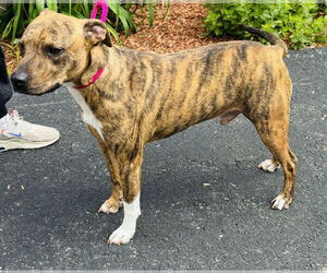 Labrador Retriever-Unknown Mix Dogs for adoption in Sterling, MA, USA