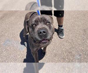 Mastiff Dogs for adoption in Chula Vista, CA, USA