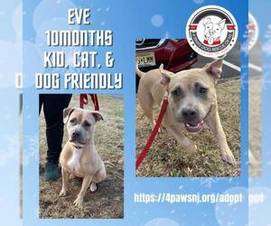 American Staffordshire Terrier Dogs for adoption in Newfield, NJ, USA