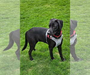 Labrador Retriever-Unknown Mix Dogs for adoption in Mundelein, IL, USA