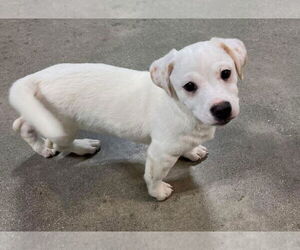 Medium Photo #1 Mutt Puppy For Sale in Walnutport, PA, USA