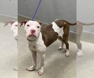 Mutt Dogs for adoption in Las Vegas, NV, USA