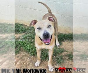 American Pit Bull Terrier Dogs for adoption in Maryville, TN, USA