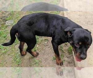 Rottweiler-Unknown Mix Dogs for adoption in Houston, TX, USA