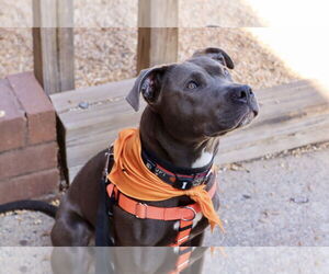 American Pit Bull Terrier Dogs for adoption in Alexandria, VA, USA
