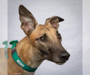 Greyhound Dogs for adoption in Woodinville, WA, USA