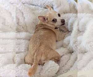 Chihuahua-Unknown Mix Dogs for adoption in Omaha, NE, USA