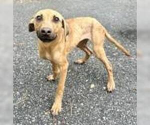 Mutt Dogs for adoption in Clarkesville, GA, USA