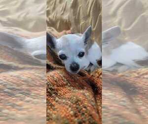 Chihuahua-Unknown Mix Dogs for adoption in Tempe , AZ, USA