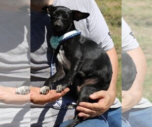 Italian Greyhuahua Dogs for adoption in Bandera, TX, USA