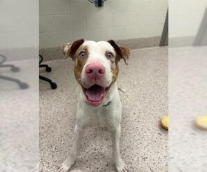Catahoula Leopard Dog Dogs for adoption in Brighton, CO, USA