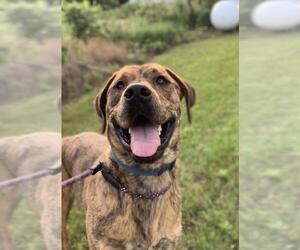 Labrador Retriever-Plott Hound Mix Dogs for adoption in South Amana, IA, USA