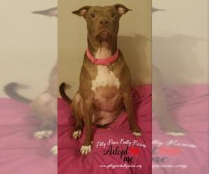 American Pit Bull Terrier Dogs for adoption in Victoria, TX, USA