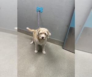 Mutt Dogs for adoption in Las Vegas, NV, USA