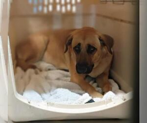 German Shepherd Dog-Unknown Mix Dogs for adoption in Las Vegas, NV, USA