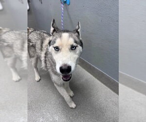 Siberian Husky-Unknown Mix Dogs for adoption in Las Vegas, NV, USA