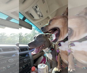 American Pit Bull Terrier-Unknown Mix Dogs for adoption in Rocky Point, NC, USA