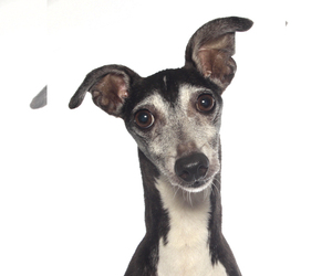 Italian Greyhound Dogs for adoption in Oakland Park, FL, USA