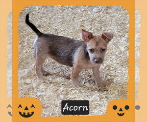 Mutt Dogs for adoption in Granbury, TX, USA