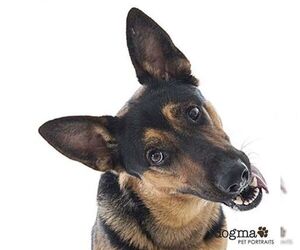 Medium Photo #5 German Shepherd Dog-Unknown Mix Puppy For Sale in Irvine, CA, USA