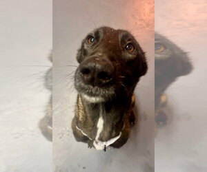 Mutt Dogs for adoption in Imlay City, MI, USA