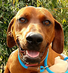 Redbone Coonhound Dogs for adoption in Rutherfordton, NC, USA
