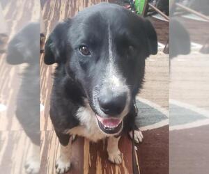 Borador Dogs for adoption in Sandy, UT, USA